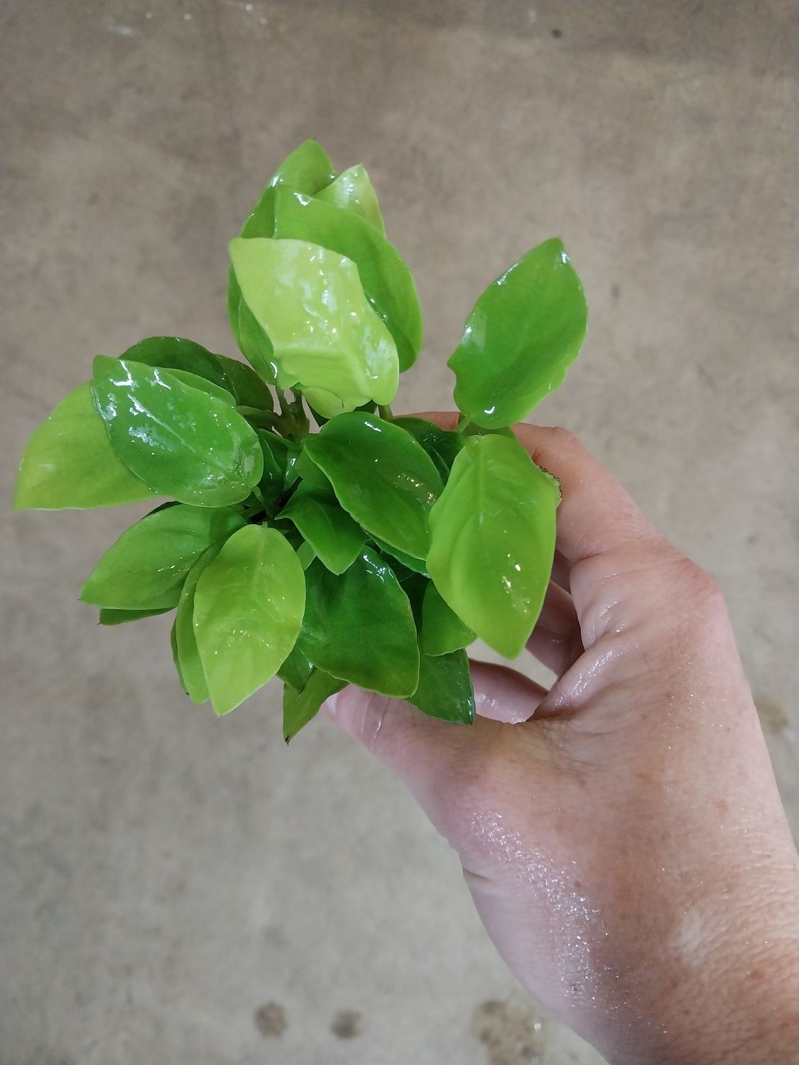 Anubias barteri var. nana &#39;Gold&#39;
