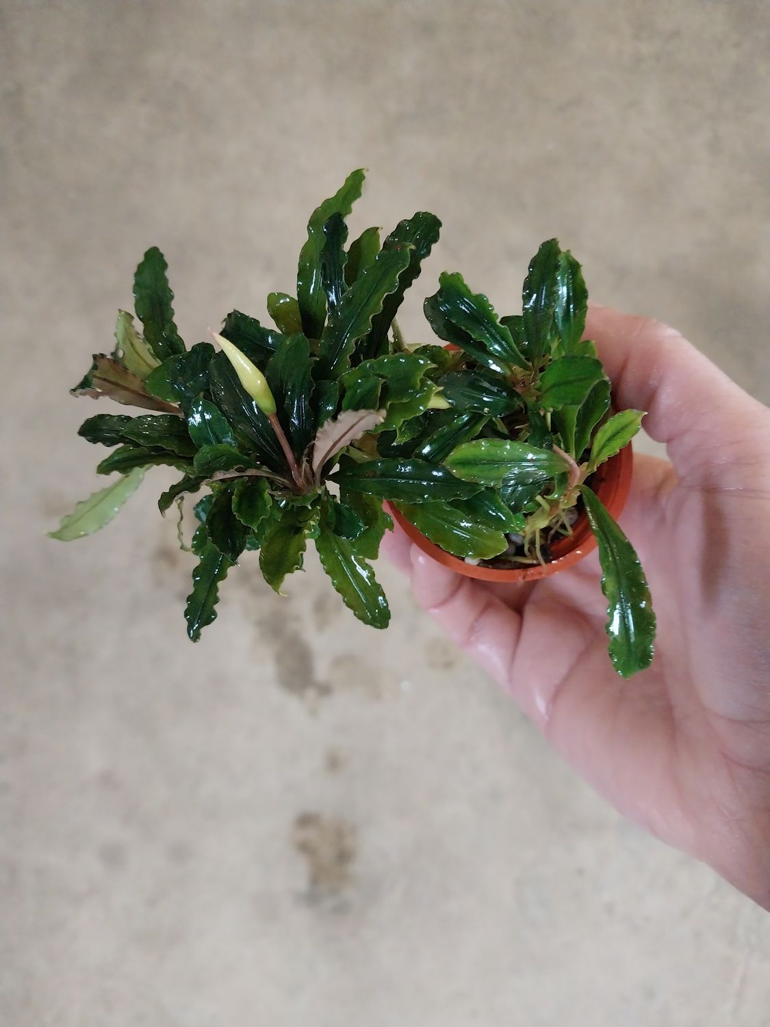 Bucephalandra sp. &#39;Brownie&#39;