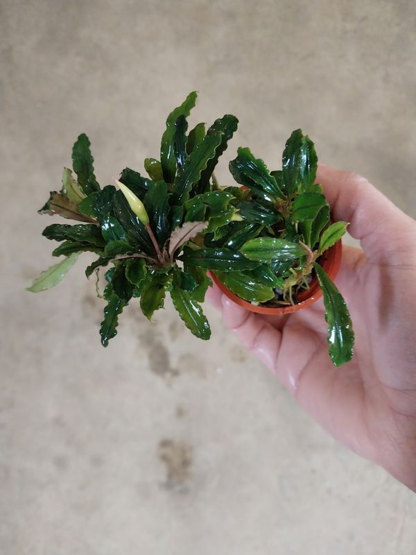 Bucephalandra sp. &#39;Brownie&#39;
