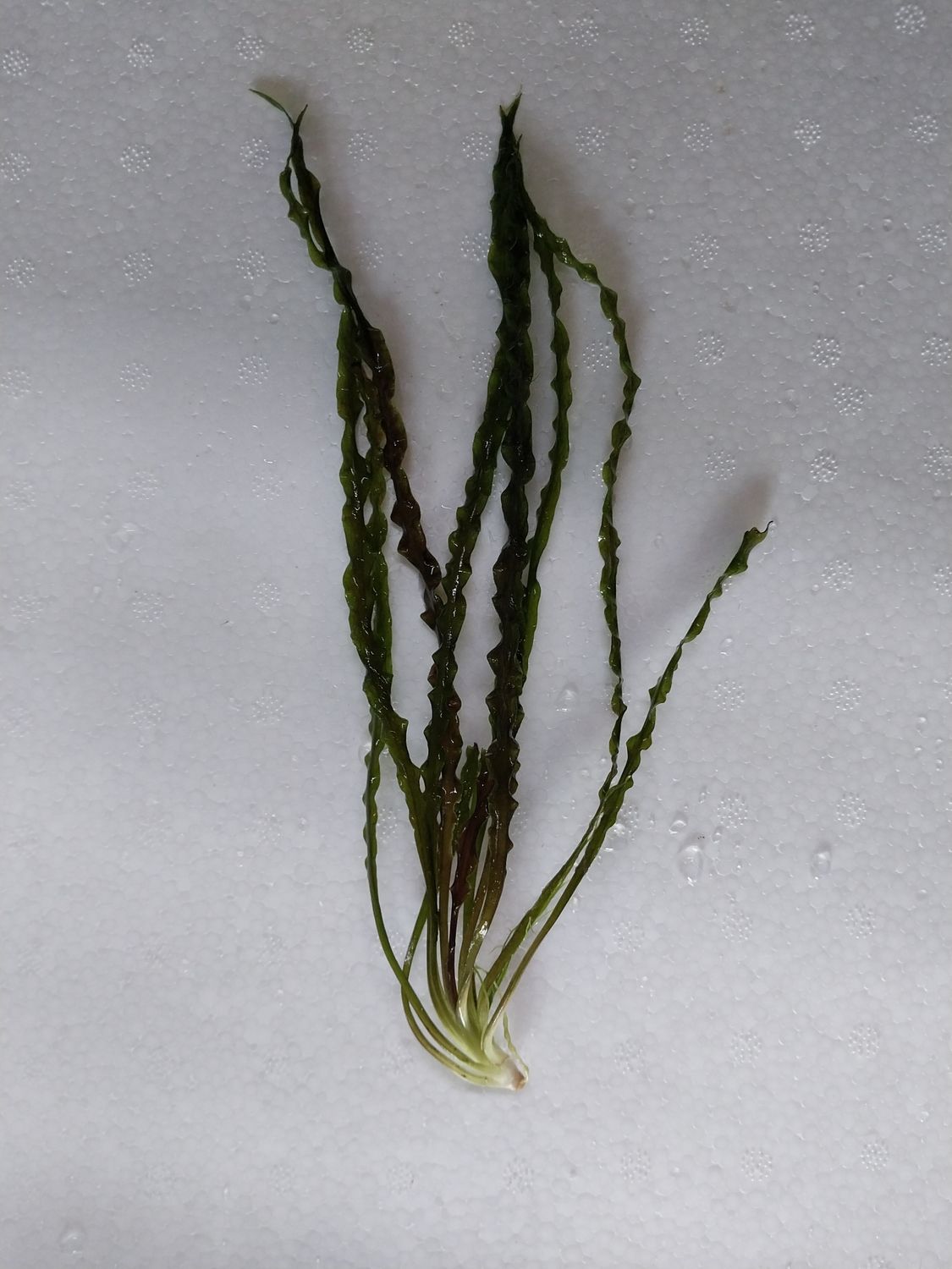 Cryptocoryne retrospiralis