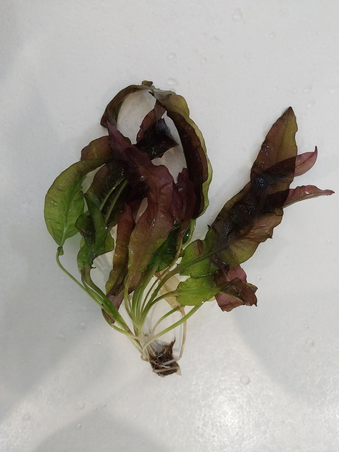 Aponogeton sp. &#39;Purple Red&#39;