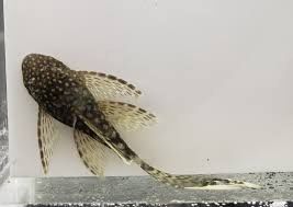Longfin Bristlenose Pleco (4-5cm)