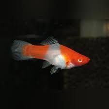 Kohaku Swordtail