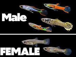 Assorted Male / Female Endler Guppy