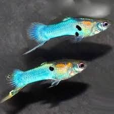 Imported Endler Males