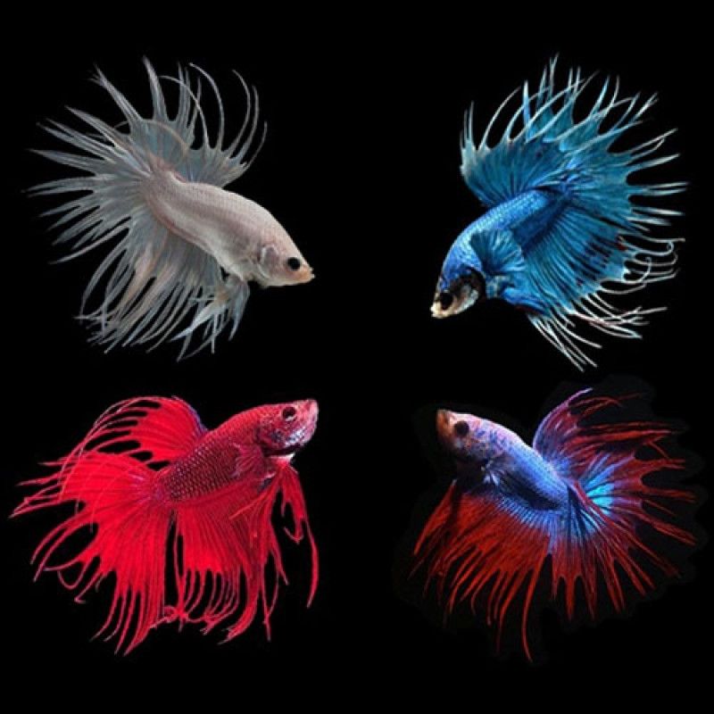 Crowntail Betta Male