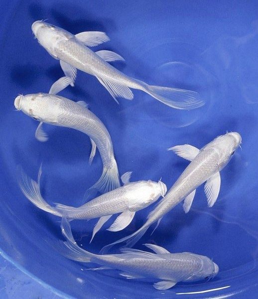 Platinum Ogon Butterfly Koi (10cm)