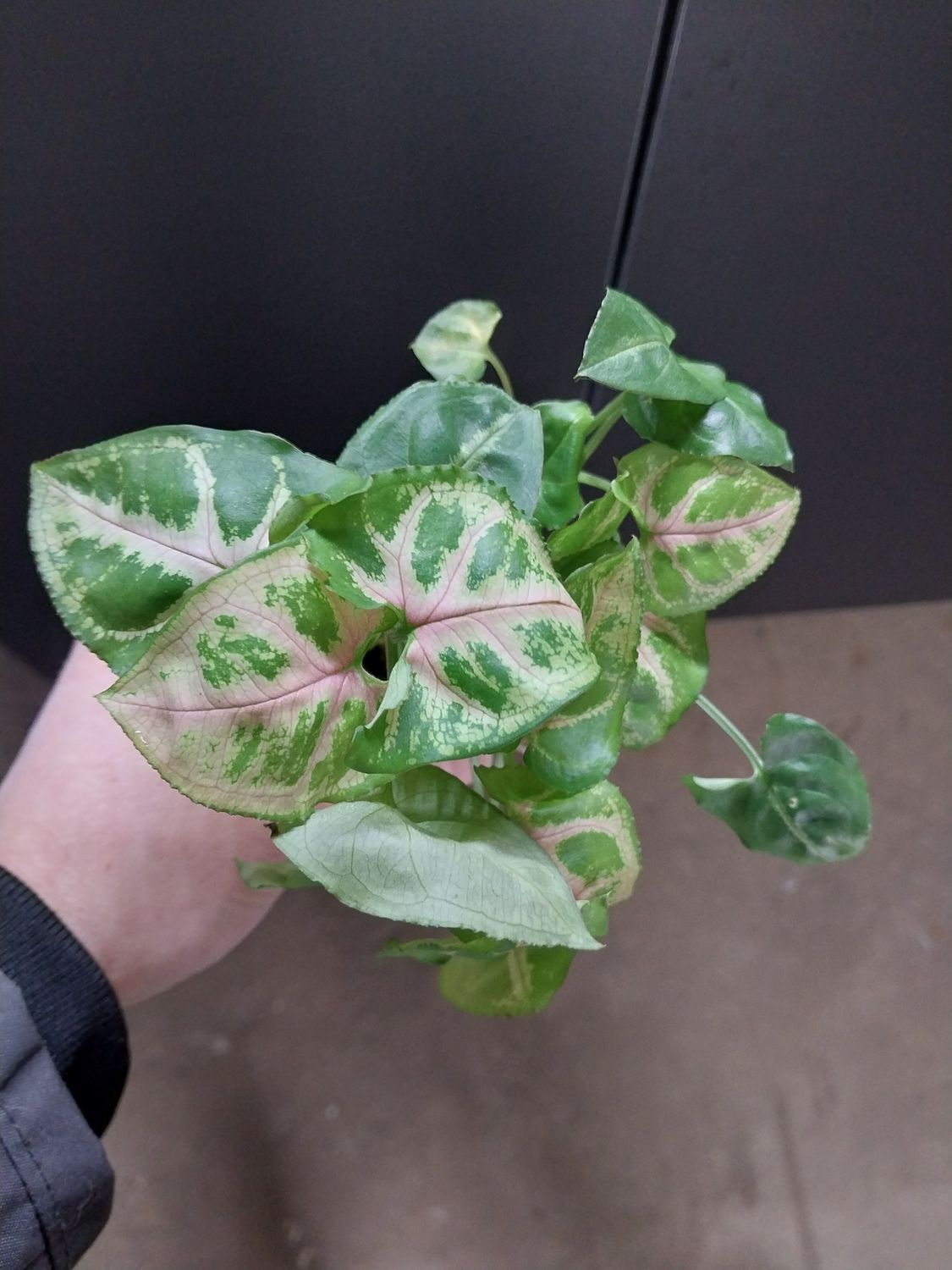 Syngonium podophyllum