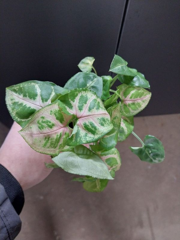 Syngonium podophyllum