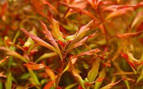 Ludwigia arcuata