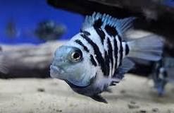 Polar bear Parrot Cichlid
