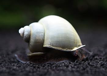 Mystery Snail &#39;Pomacea Bridgesii&#39;, Colour: Blue