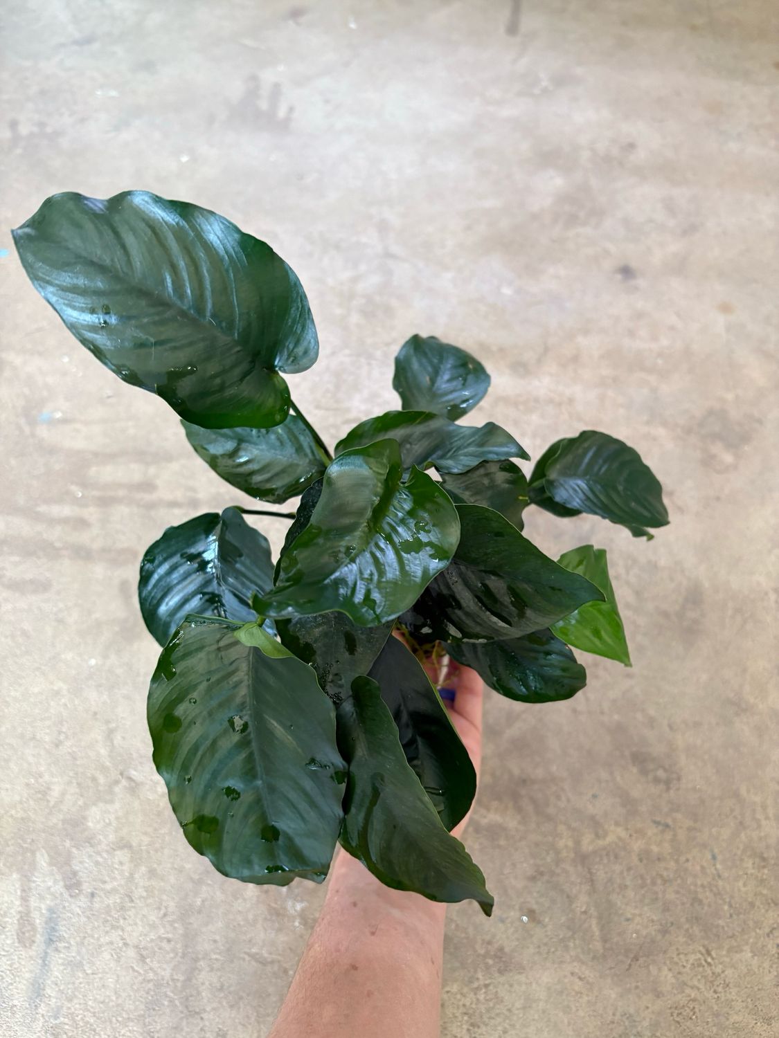 Anubias barteri var. &#39;Jumbo&#39;