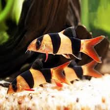Clown Loach (4-6cm)
