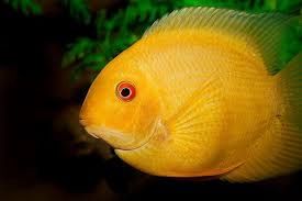 Golden Severum / Deacon