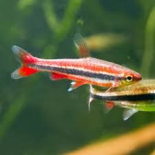 Red Pencil Fish (Nannostomus beckfordi sp.)