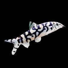 Pakistani / Yoyo Loach