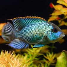 Electric Blue Acara