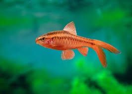 Longfin Cherry Barb