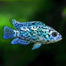 Electric Blue Jack Dempsey