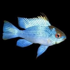 Electric Blue Ramirezi