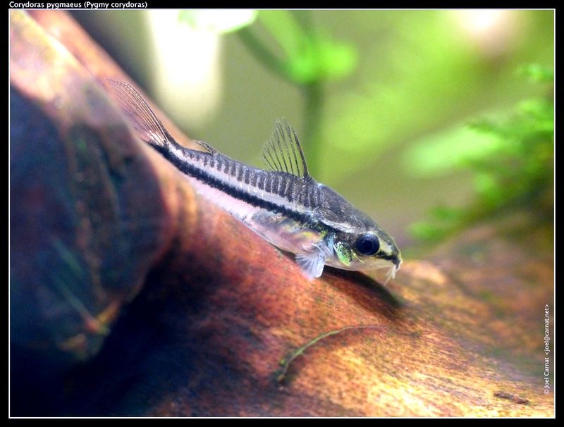 Pygmy Corydoras