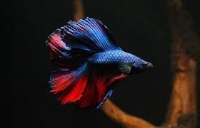 Double Tail Betta Male