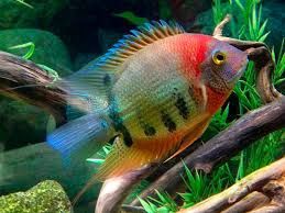 Green Severum / Deacon