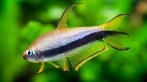 Emperor Tetras (Nematobrycon palmeri)