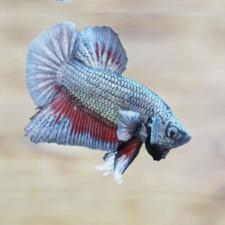 Plakat Betta Male