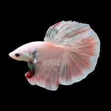 Halfmoon Betta Male