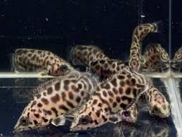 Leopard Bush Fish