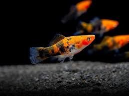 Tri-colour Swordtail