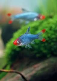 Sawbwa resplendens (Naked Micro Rasbora)