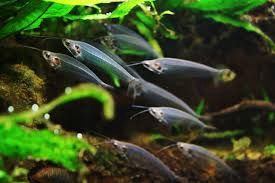 Glass Thai Catfish
