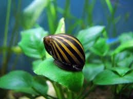 Zebra Nerite Snail