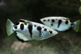 Banded Archerfish