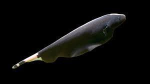 Black Ghost Knifefish (Apteronotus albifrons)