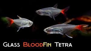 Glass Bloodfin Tetra