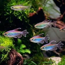Congo Tetra (Phenacogrammus interruptus)