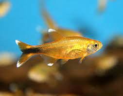 Silvertip Tetra