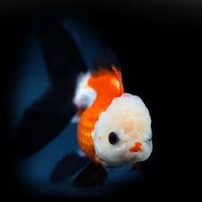 Tri-Colour Oranda Goldfish (5-8cm)