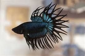Black Crowntail Betta Male