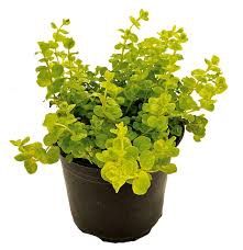 Lysimachia nummularia (Creeping Jenny or Moneywort)