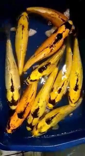 Banana Koi (10-15cm)