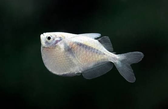 Thoracocharax Stellatus Hatchet Fish