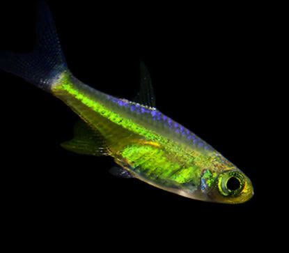 Green &#39;Kubotai&#39; Rasbora