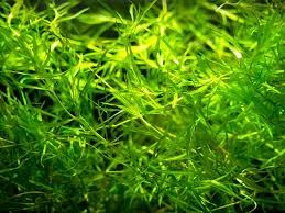 Guppy Grass