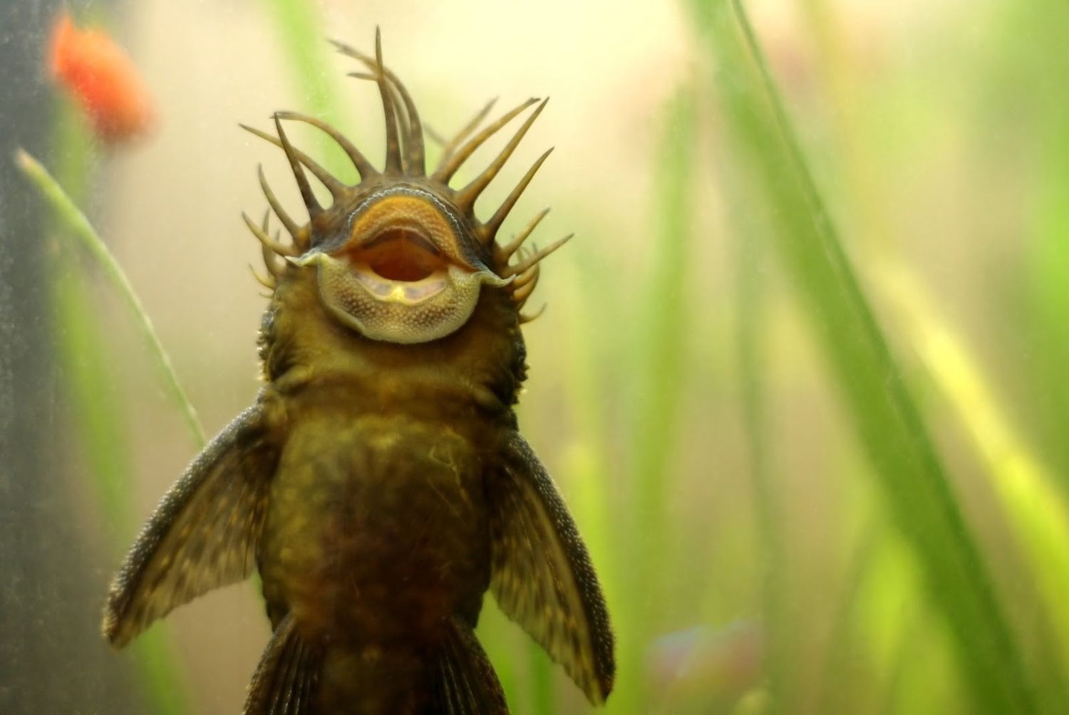 Bristlenose Pleco (2-3cm)