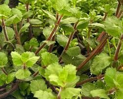 Hygrophila difformis &#39;Wisteria&#39;